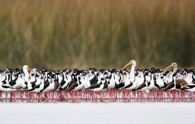 Mississippi Flyway Audubon